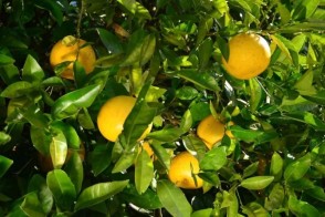 グレープフルーツ